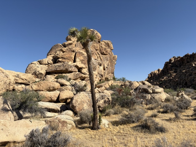 Chasing Shadows and Starlight: The Ultimate Guide to Joshua Tree National Park